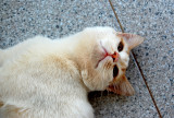 Curiosity killed the cat, but satisfaction brought it back