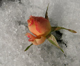 Turin - Italy -  Snow