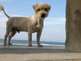 dog on sea