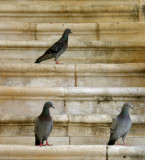 Pigeons