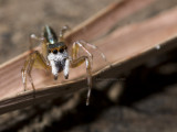 Jumping Spider, Salticidae