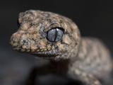 Granite Thick-tailed Gecko, Uvidicolus sphyrurus