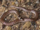 Australian Coral Snake Brachyurophis australis
