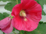 Hollyhock