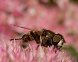 A Lesser Beauty Amongst a Flower Carpet