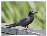 Guifette noire - Black tern