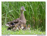 Canard colvert - Mallard