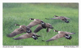 Bernache du Canada <br> Canada goose