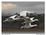 Oies des neiges <br> Snow geese