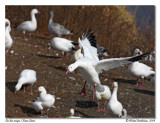 Oies des neiges <br> Snow geese