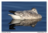 Oie des neiges <br> Snow Goose