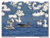 Oie rieuse <br/> Greater White-fronted Goose