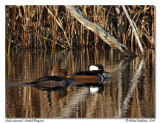 Harle couronn <br> Hooded Merganser