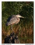 Grand hron <br/> Great blue heron