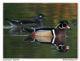 Canard branchu <br> Wood duck