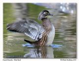 Canard branchu<br>Wood duck