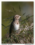 Bruant chanteur<br/>Song sparrow