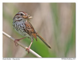 Bruant chanteur Song sparrow