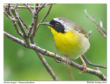 Paruline masque - Common yellowthroat