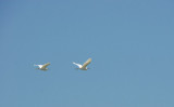 6-19-08 Rockport Egrets.jpg