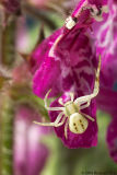 SpiderIMG05177.jpg