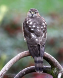 11-4-2008 coopers_4028.jpg