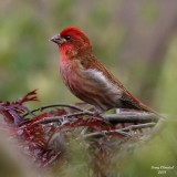 5-20-08 Purple Finch_0553 c2_filtered.jpg