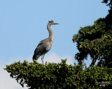 6-14-08 Heron_1324.JPG