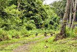 Tour of the wild monkeys and pigs