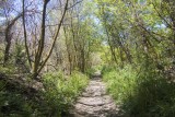 Early portion of trail is flat; looking back in this shot.