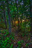 HDR - Fence Repair II