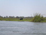 Kiambi Elephants 001.jpg