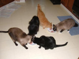 Kitties munchin.JPG
