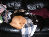 Kitties nappin 2.JPG