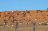 0543- corellas at kulcurna