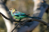 0663-mallee-ringneck