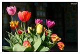 assortment of tulips