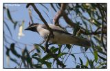 Black-faced Cuckoo-Shrike