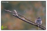 flame robin male