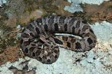 Neonate hognose (Heterodon platyrhinos) with meal