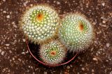 CACTUS ...