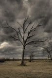 forlorn...