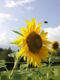 Sunflower5--usm.jpg