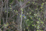 Paruline  croupion jaune