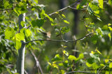 Paruline couronne