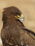 Lesser Spotted Eagle / Aquila pomarina 1818