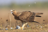 Bonellis Eagle Hieraaetus fasciatus 3050