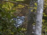 Huckleberry Arch