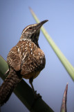 Cactus Wren