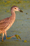 Yellow-Crowned Night Heron